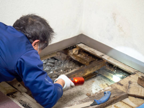 Best Office Mold Removal Services  in Twin City, GA