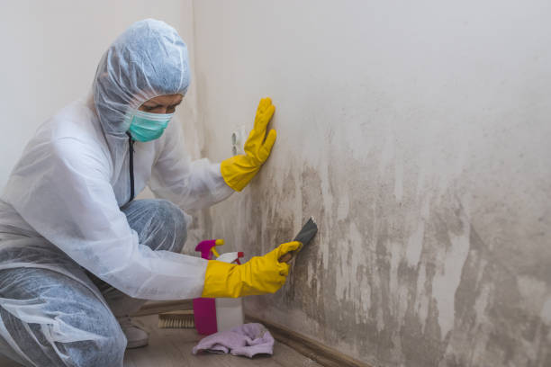 Reliable Twin City, GA Mold Removal Solutions
