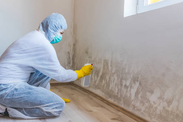 Best Residential Mold Removal  in Twin City, GA