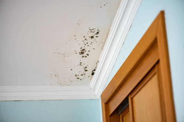 Best Mold Testing  in Twin City, GA