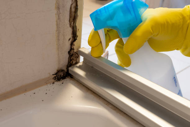 Best Commercial Mold Removal  in Twin City, GA