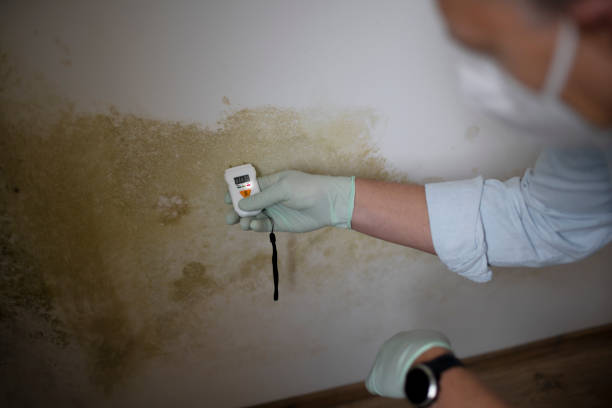 Best Mold Remediation  in Twin City, GA