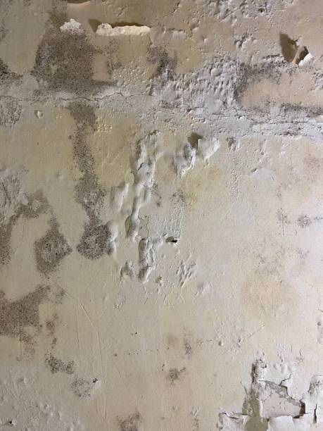 Best Mold Removal Company Near Me  in Twin City, GA