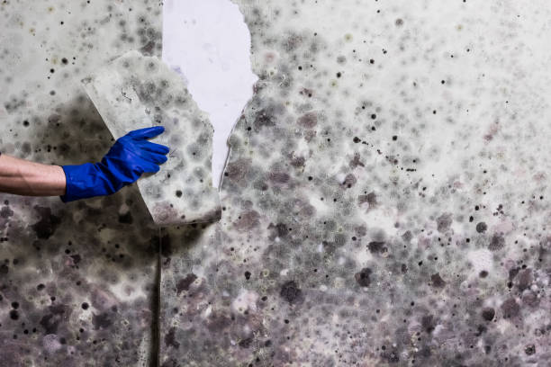 Best Best Mold Removal Companies  in Twin City, GA