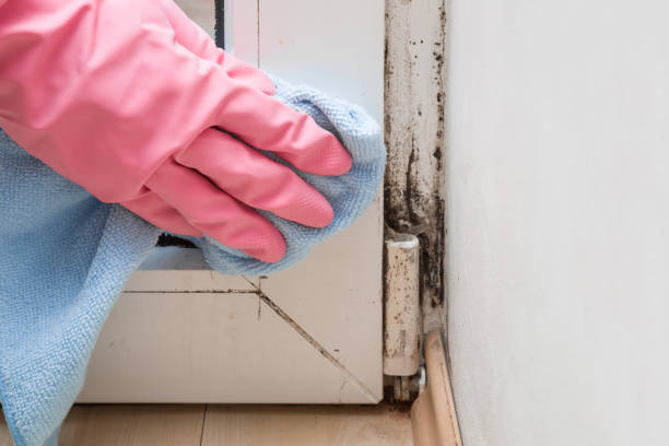 Best Local Mold Removal Service  in Twin City, GA
